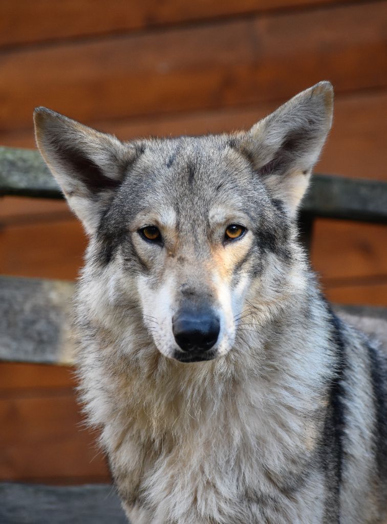 Les Chien-loup de Saarloos de l'affixe De La Folle Emprise