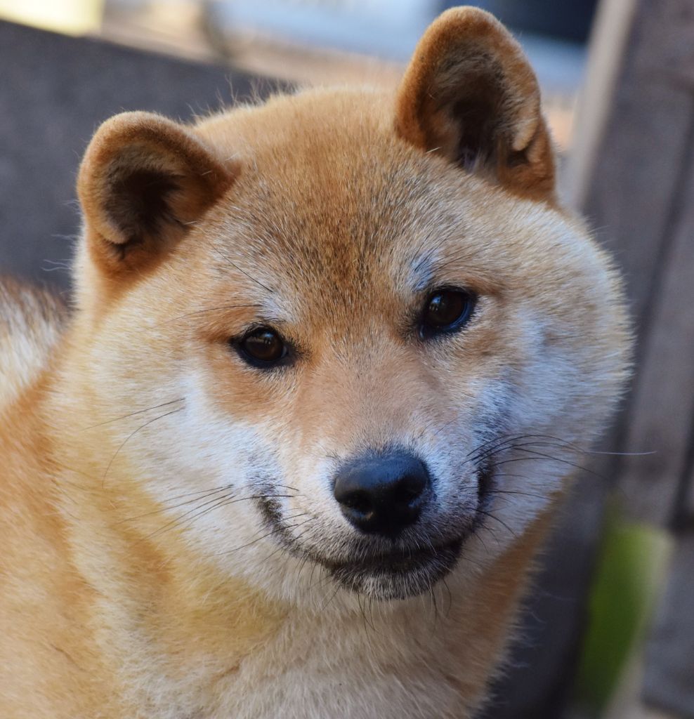 Les Shiba de l'affixe De La Folle Emprise