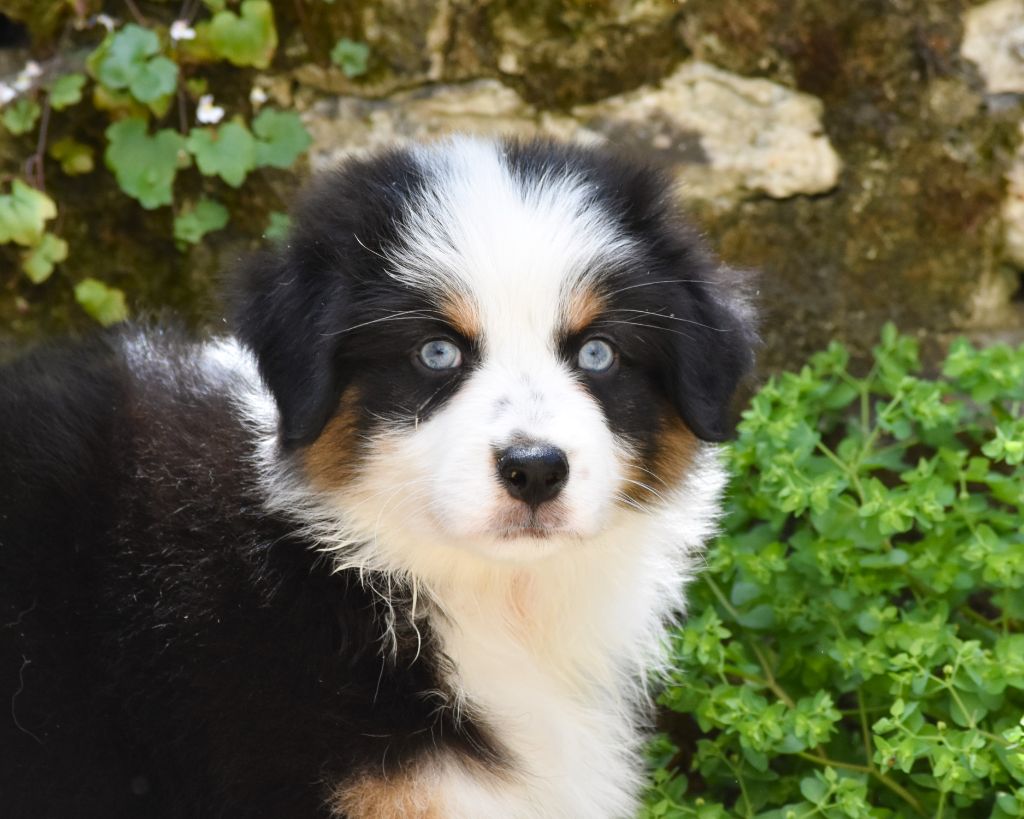 De La Folle Emprise - Chiot disponible  - Berger Australien