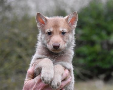 De La Folle Emprise - Chiot disponible  - Chien-loup de Saarloos