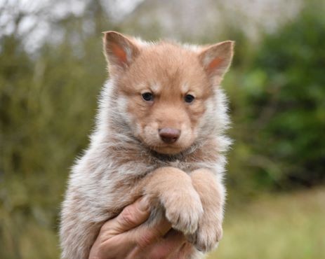 De La Folle Emprise - Chiot disponible  - Chien-loup de Saarloos