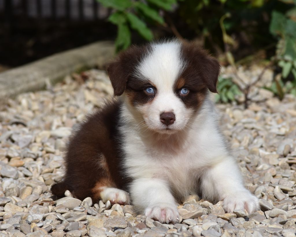 De La Folle Emprise - Chiot disponible  - Berger Australien