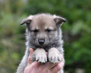 De La Folle Emprise - Chiot disponible  - Chien-loup de Saarloos