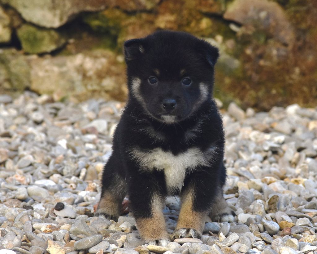 De La Folle Emprise - Chiot disponible  - Shiba