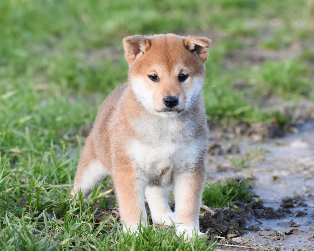 De La Folle Emprise - Chiot disponible  - Shiba