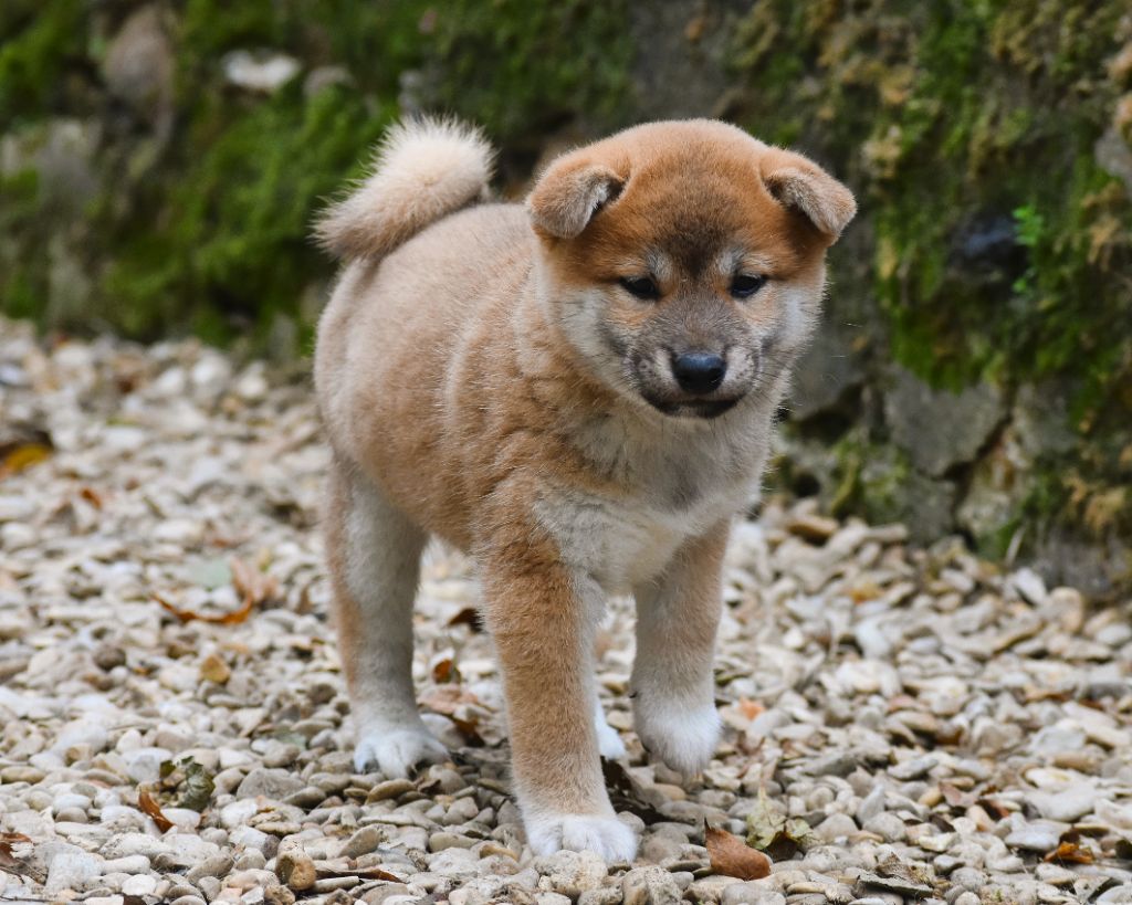 De La Folle Emprise - Chiot disponible  - Shiba