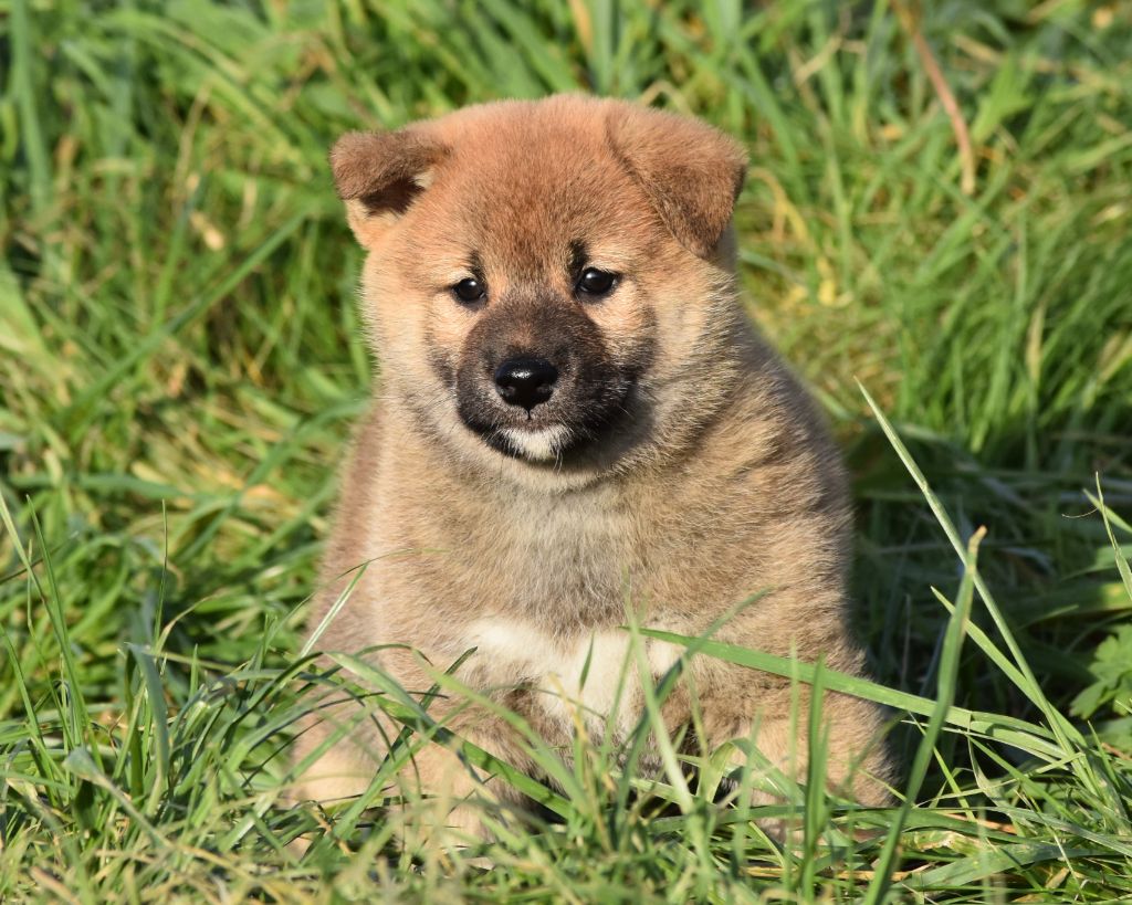 De La Folle Emprise - Chiot disponible  - Shiba