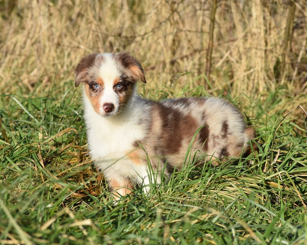 De La Folle Emprise - Chiot disponible  - Berger Australien