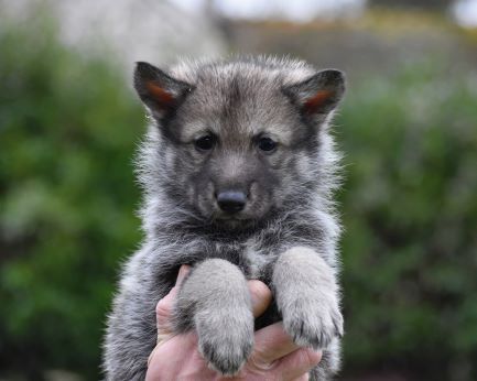 De La Folle Emprise - Chiot disponible  - Chien-loup de Saarloos