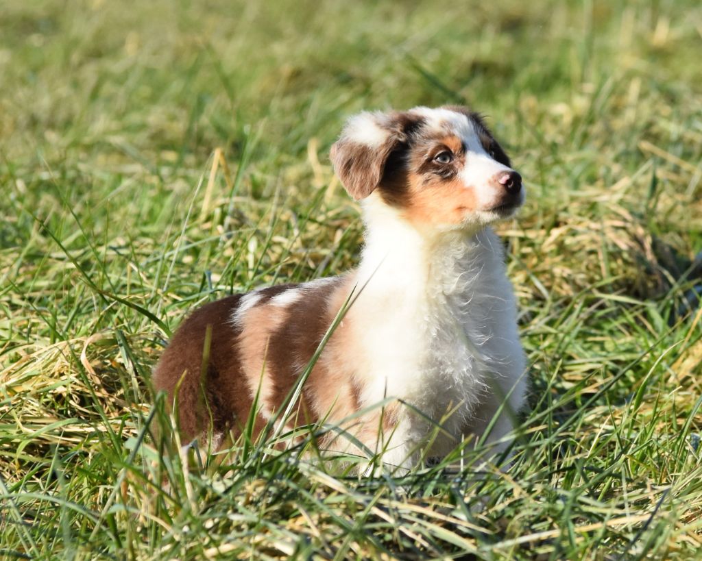 De La Folle Emprise - Chiot disponible  - Berger Australien