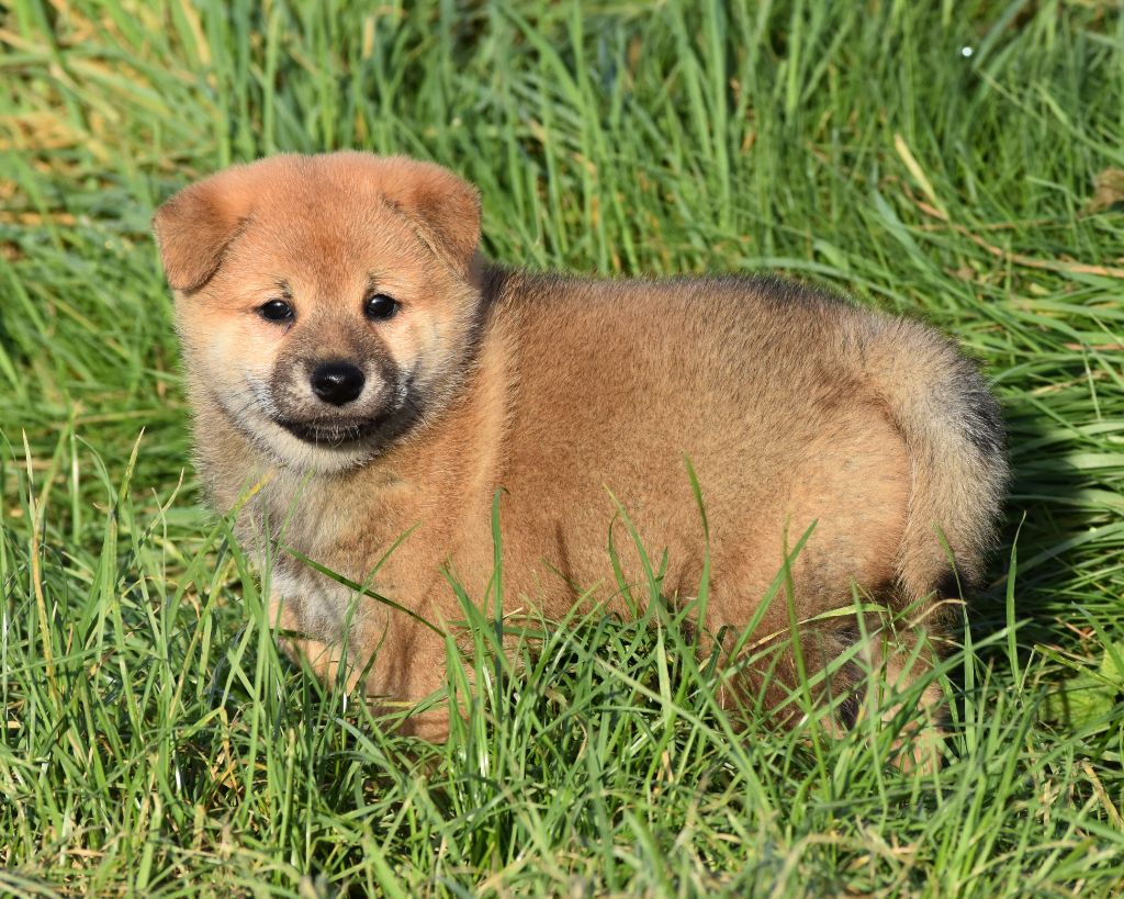 De La Folle Emprise - Chiot disponible  - Shiba