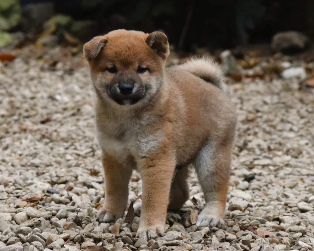 De La Folle Emprise - Chiot disponible  - Shiba