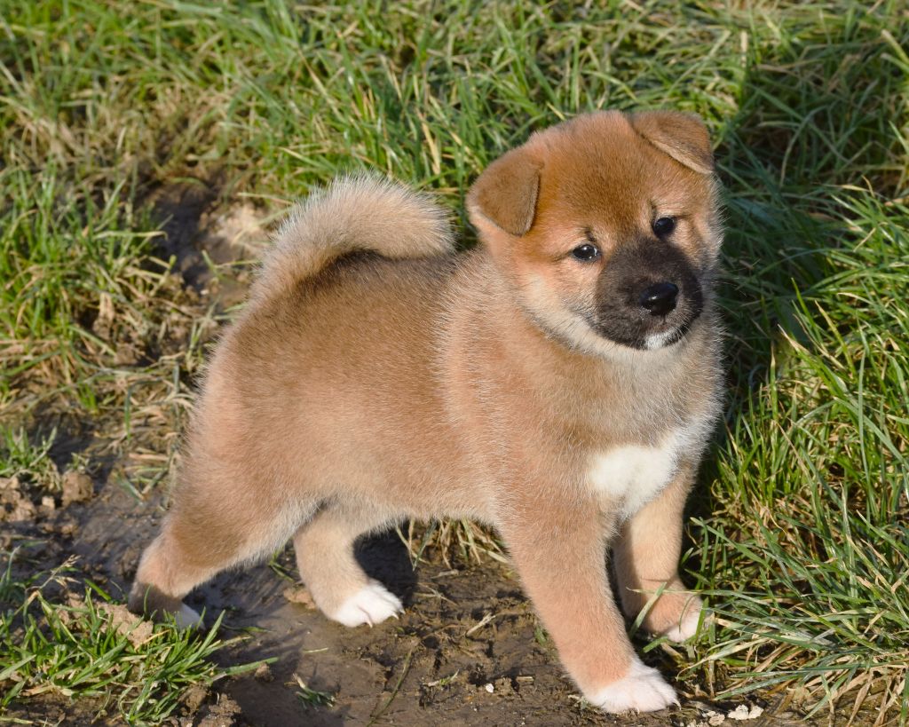 De La Folle Emprise - Chiot disponible  - Shiba