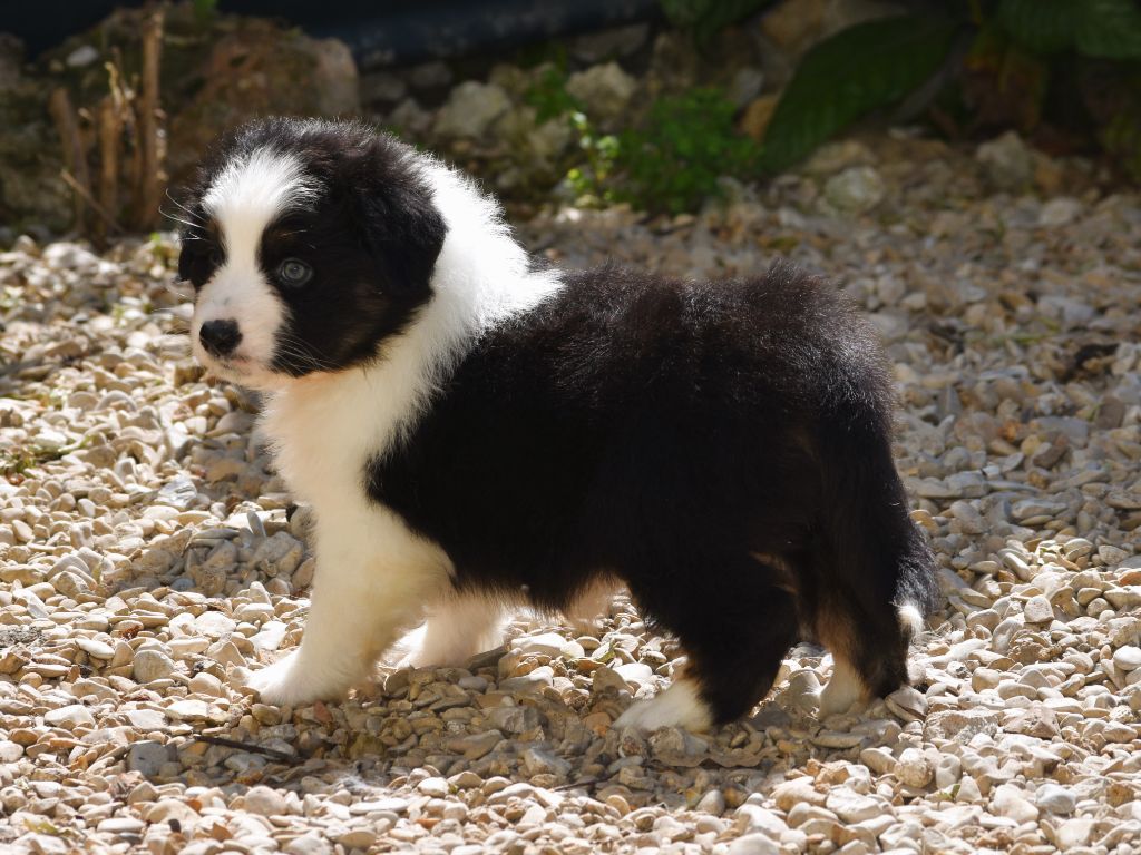 De La Folle Emprise - Chiot disponible  - Berger Australien