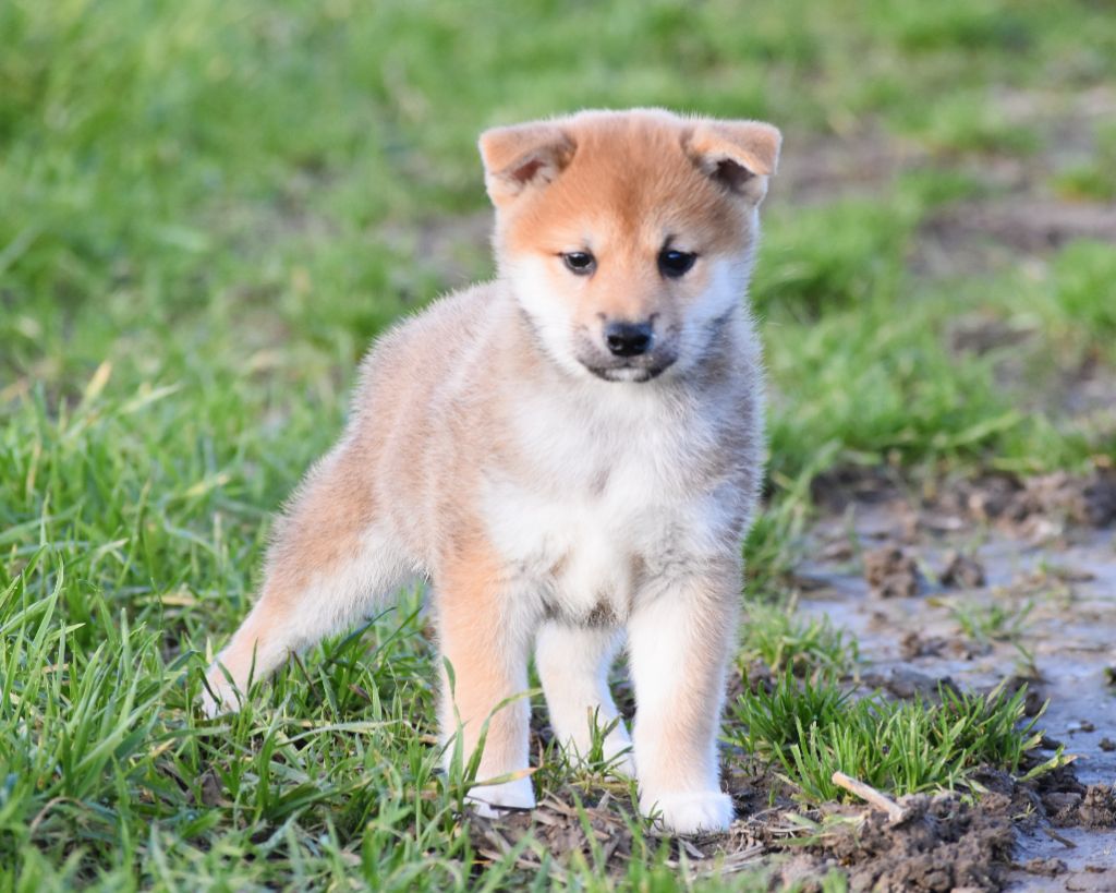 De La Folle Emprise - Chiot disponible  - Shiba