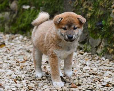 De La Folle Emprise - Shiba - Portée née le 24/09/2024