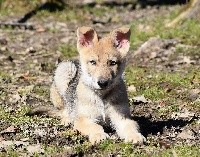 De La Folle Emprise - Chien-loup de Saarloos - Portée née le 15/12/2020