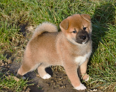 De La Folle Emprise - Shiba - Portée née le 12/10/2024