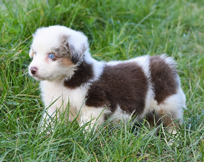 mâle rouge merle 1