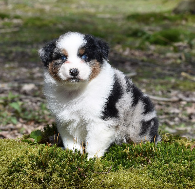 mâle bleu merle 3