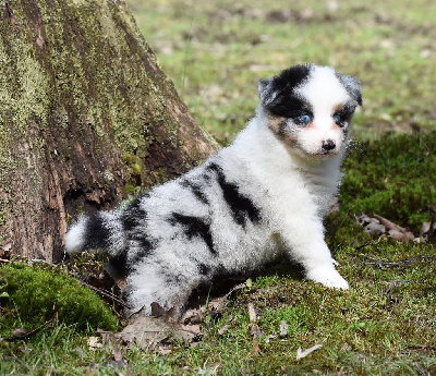 femelle bleue merle