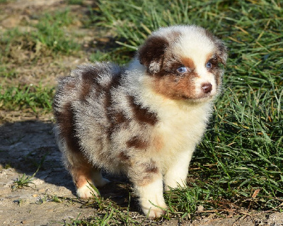 mâle rouge merle 2