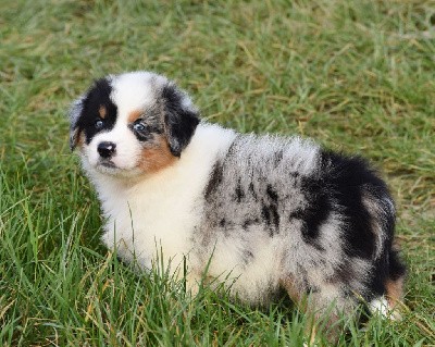 mâle bleu merle 2