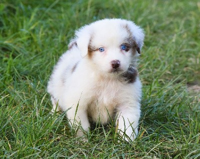 mâle rouge merle 1