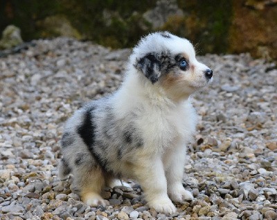 mâle bleu merle 2