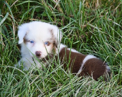 mâle rouge merle 1