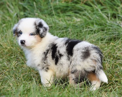 mâle bleue merle 1