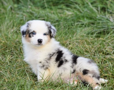 mâle bleue merle 1