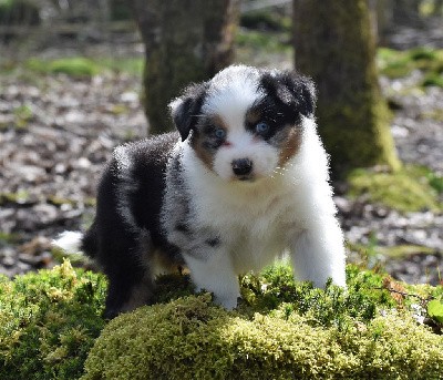 mâle bleu merle 3