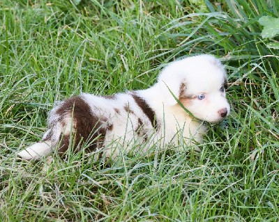 mâle rouge merle 1