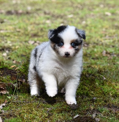 femelle bleue merle