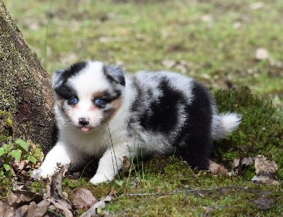 femelle bleue merle