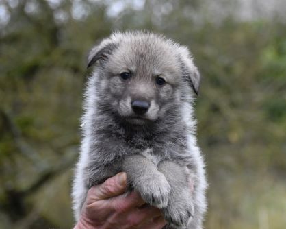 De La Folle Emprise - Chiot disponible  - Chien-loup de Saarloos