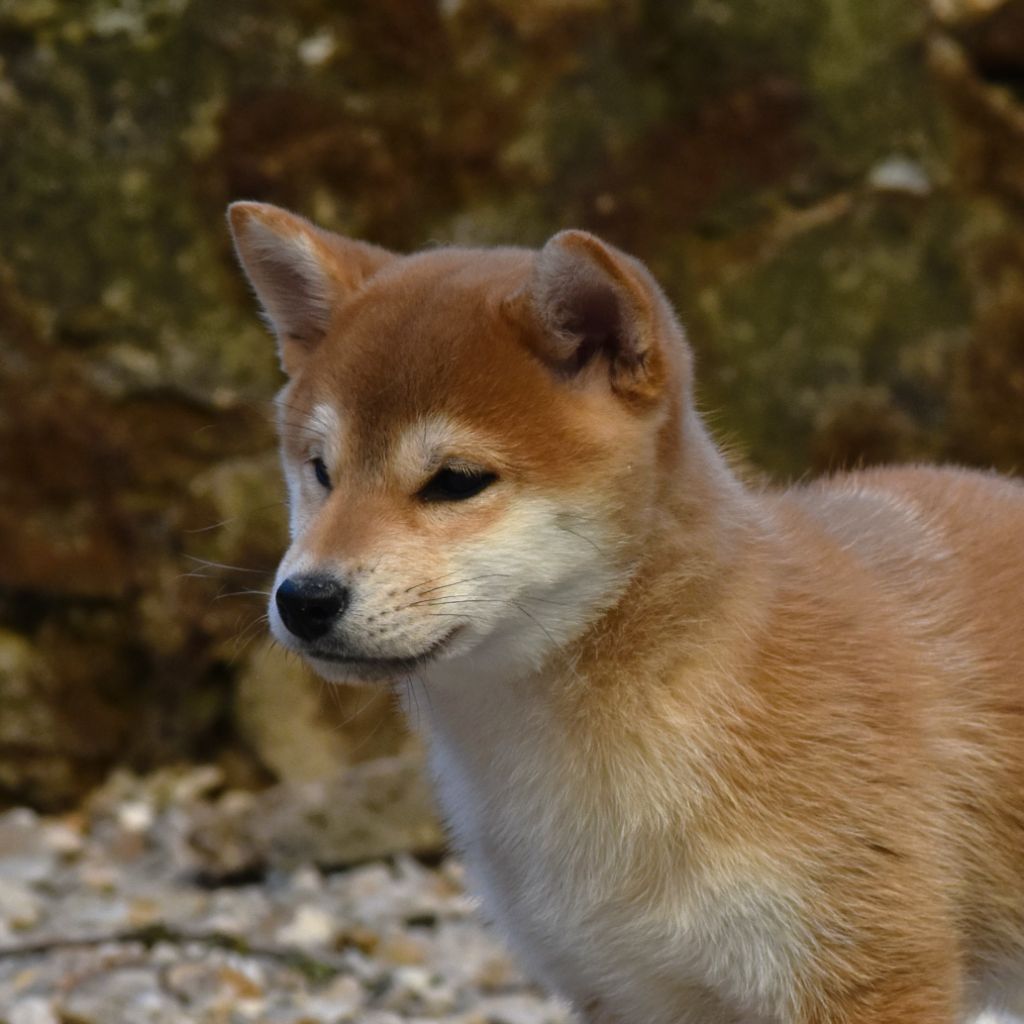 De La Folle Emprise - Chiot disponible  - Shiba