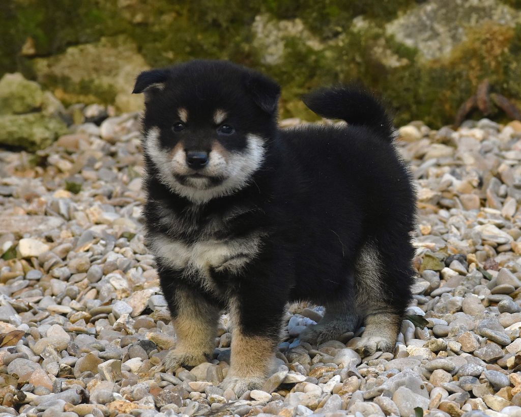 De La Folle Emprise - Chiot disponible  - Shiba