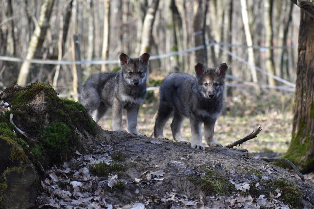 De La Folle Emprise - Chien-loup de Saarloos - Portée née le 23/12/2020