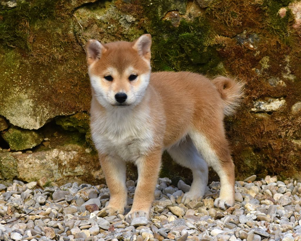 De La Folle Emprise - Chiot disponible  - Shiba