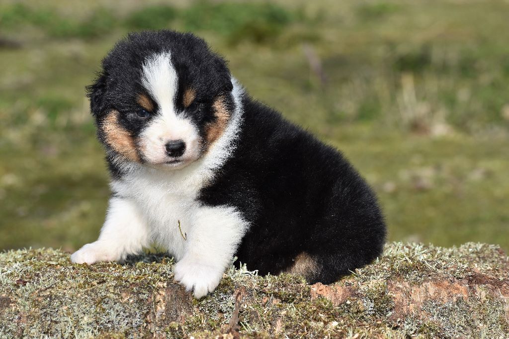 chiot Berger Australien De La Folle Emprise