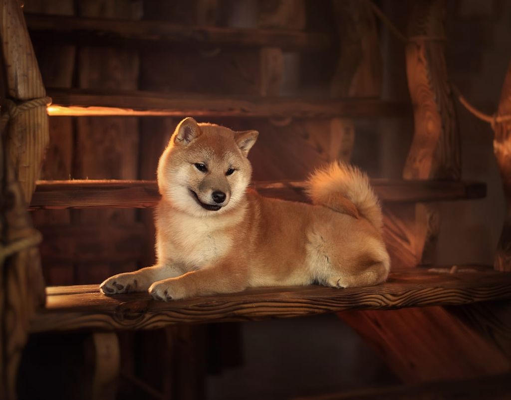 ayshiteru Taisha sanga