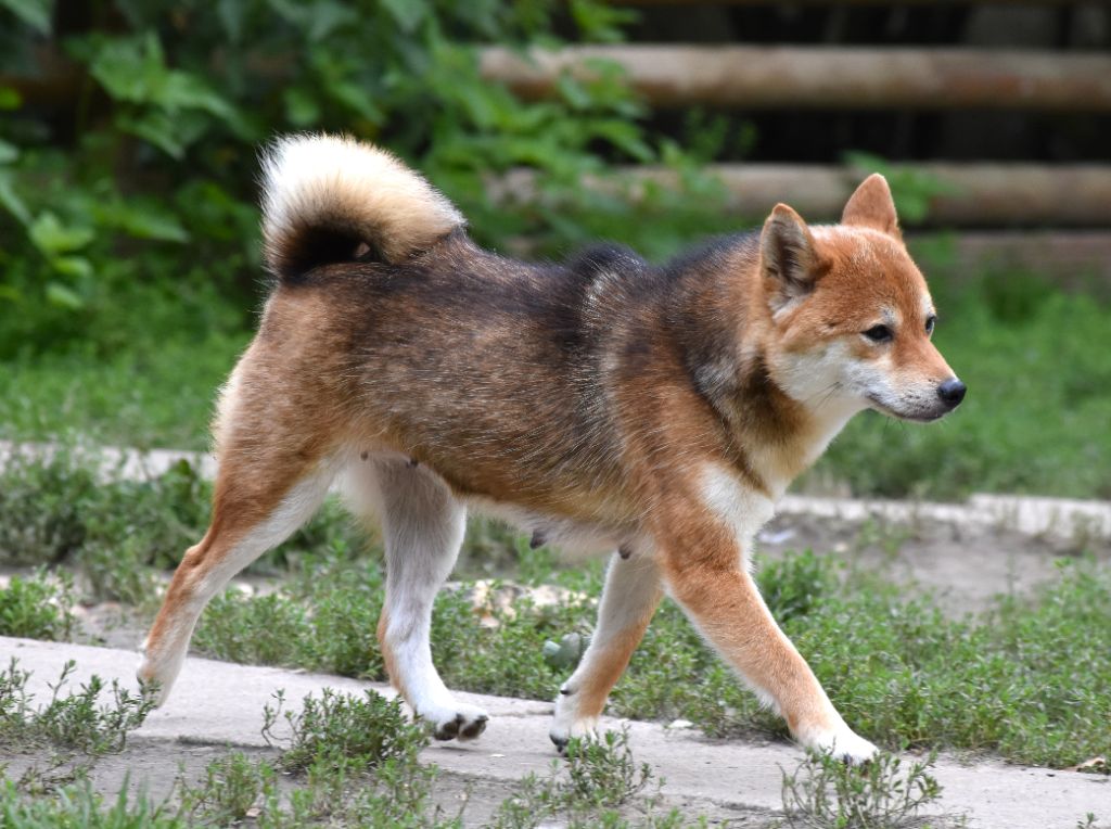 Takara De La Folle Emprise