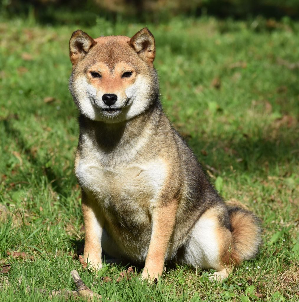 Taïga Dog'n'Tatoo