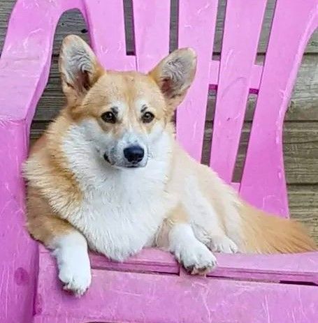 R'mess dite roxy des Terres de Groie