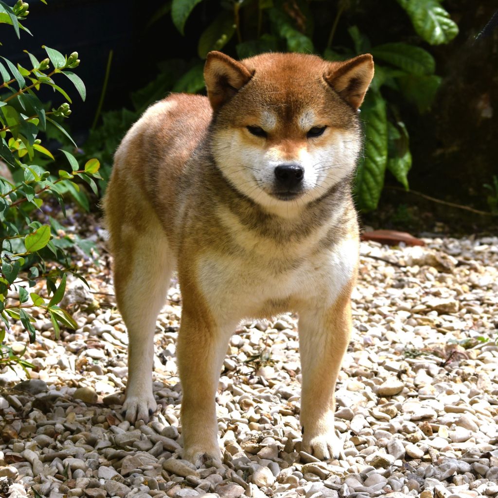 Tomiko de L'Igloo des Sables