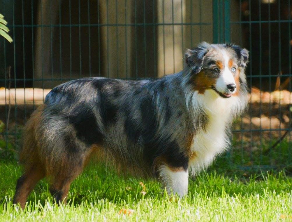 Lyio du petit Duc Victoria