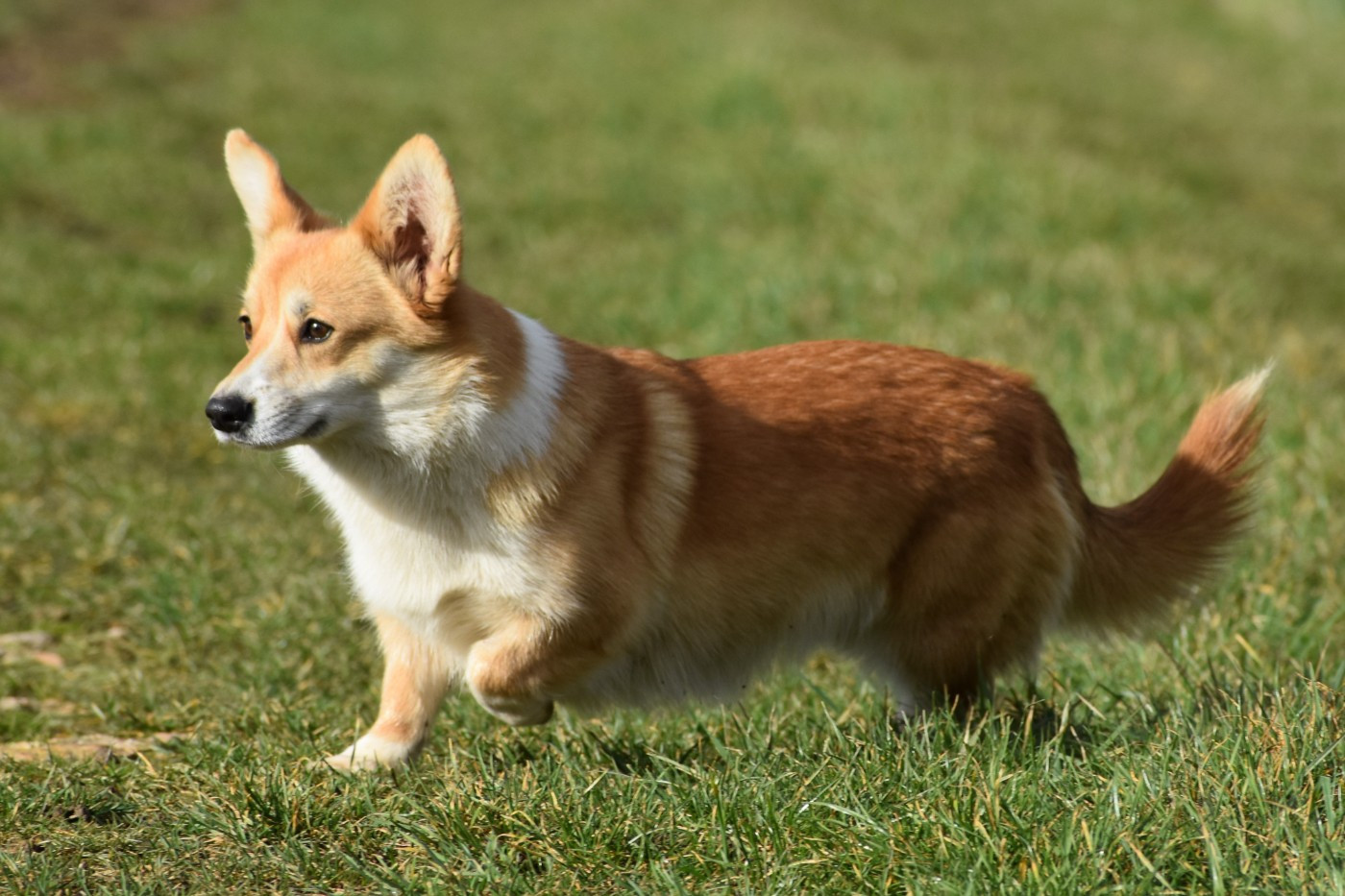 Virginia De La Folle Emprise