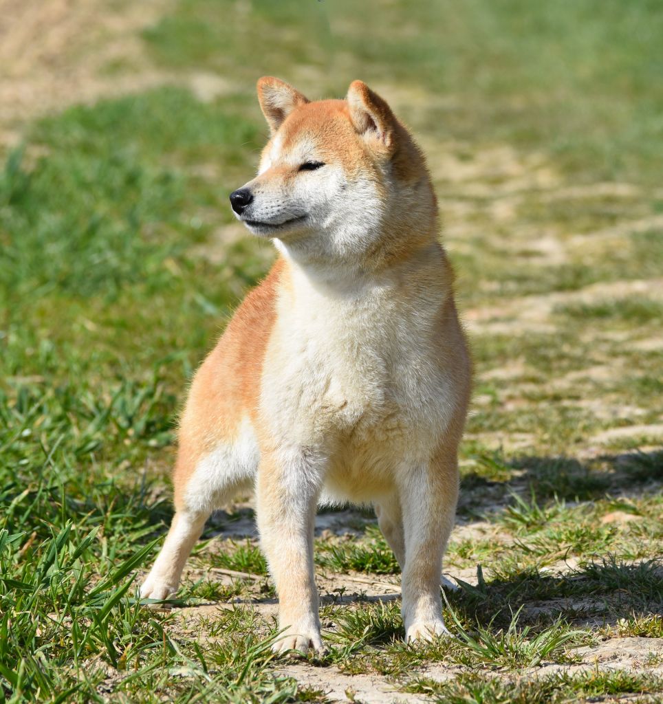 Uisuki De La Folle Emprise